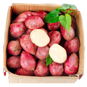 新鲜白心现挖2023年板栗山东白薯 果仁伊番薯