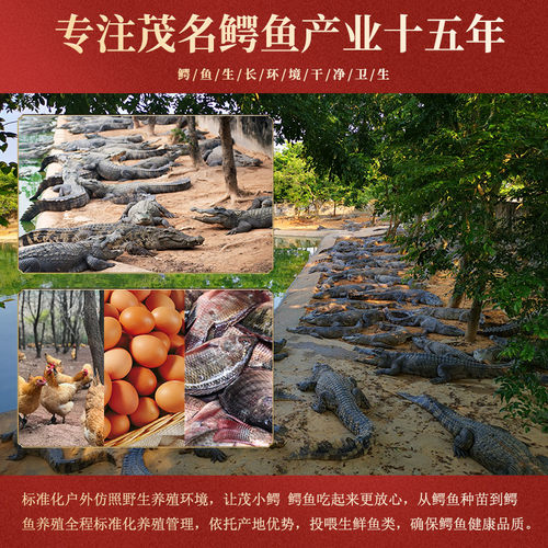 200克精品鳄鱼肉干 正宗茂名特产新鲜鳄鱼肉生晒煲汤专用茂小鳄 - 图2