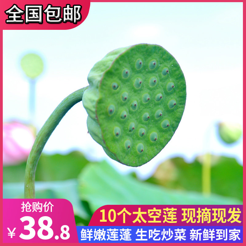 刘小鲜 新鲜现摘莲蓬 10个 天猫优惠券折后￥13.8包邮（￥38.8-25）