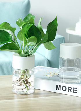 简约透明水培盆绿萝塑料圆形花盆家用客厅装饰器皿