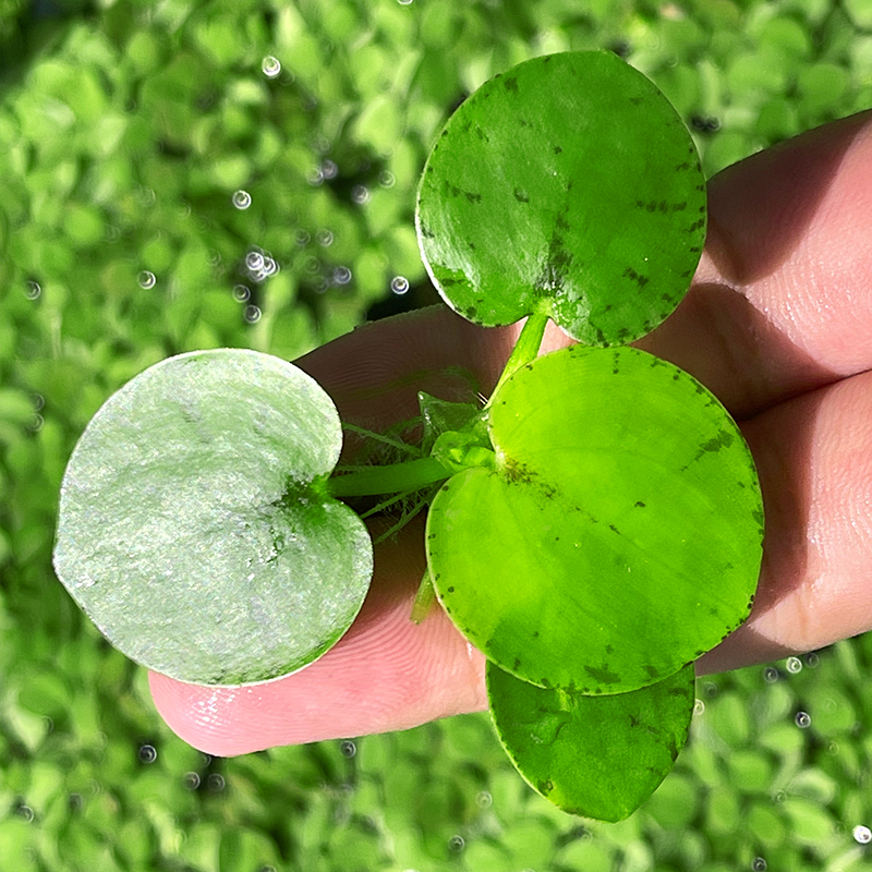 浮萍水草水生植物水培水芙蓉鱼缸造景植物养龟缸水葫芦水上圆心萍-图1