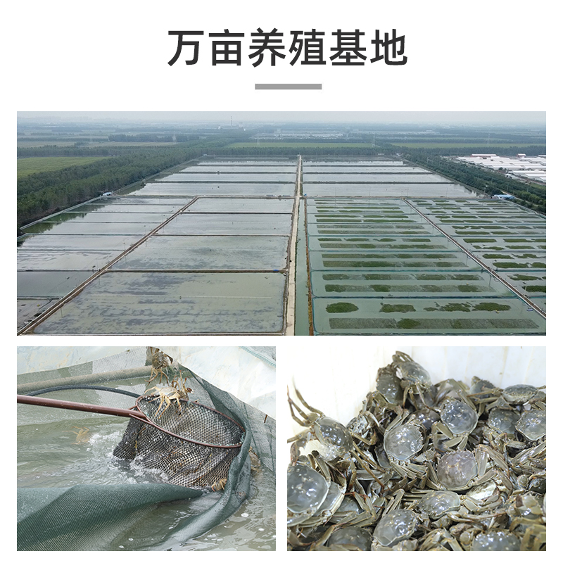 特大全母活蟹10只装精选洪泽湖大闸蟹4两鲜活螃蟹河蟹礼盒包装-图0