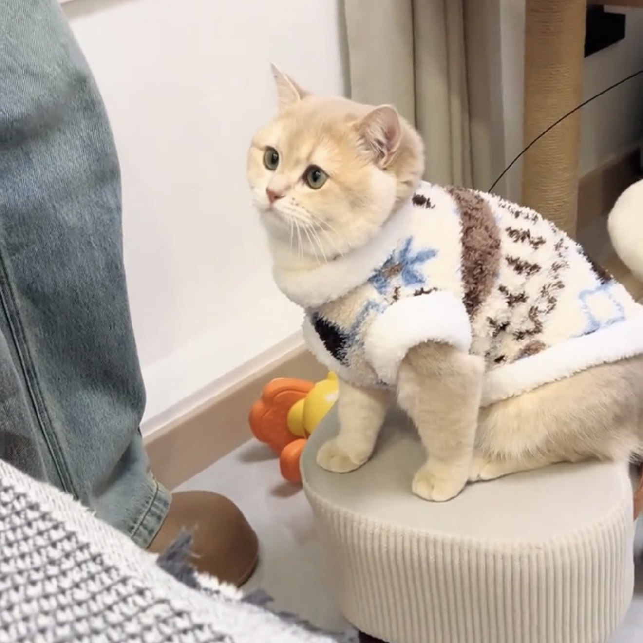 猫咪衣服秋冬装防掉毛加绒保暖冬天绒衣金渐层布偶猫英短蓝猫服饰,淘宝优惠券,粉丝福利购,淘宝优惠卷