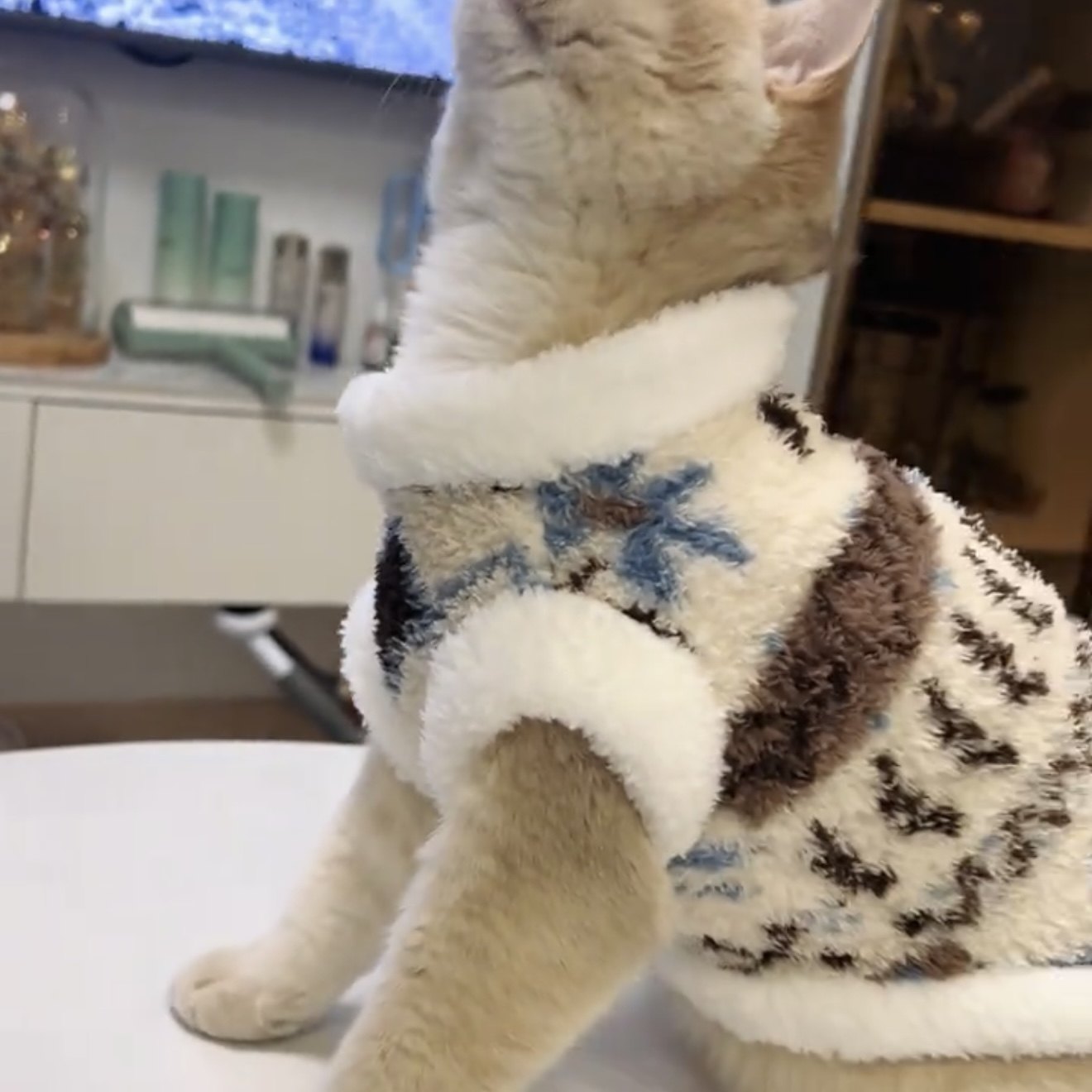 猫咪衣服秋冬装防掉毛加绒保暖冬天绒衣金渐层布偶猫英短蓝猫服饰,淘宝优惠券,粉丝福利购,淘宝优惠卷