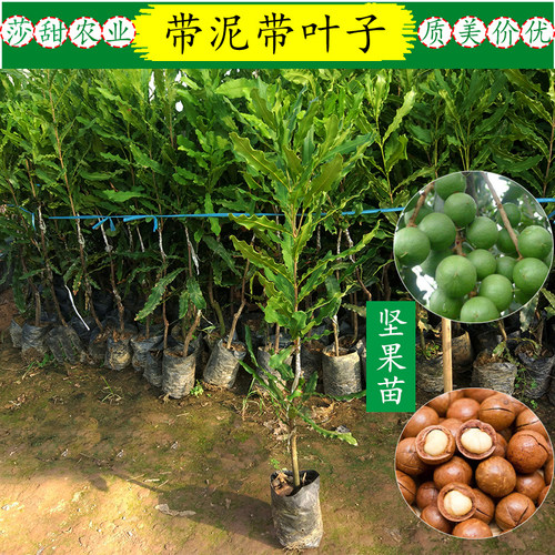 夏威夷果树果苗澳洲坚果苗嫁接澳洲坚果树苗桂热一号热带果苗带土 - 图2