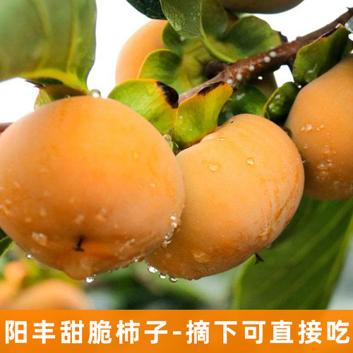 太秋甜脆柿子树苗地栽南北方种植水果耐寒庭院盆栽阳台柿饼树 - 图2