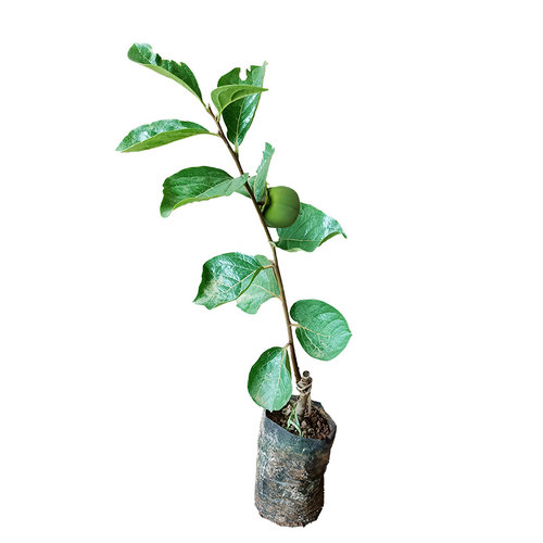 太秋甜脆柿子树苗地栽南北方种植水果耐寒庭院盆栽阳台柿饼树 - 图3