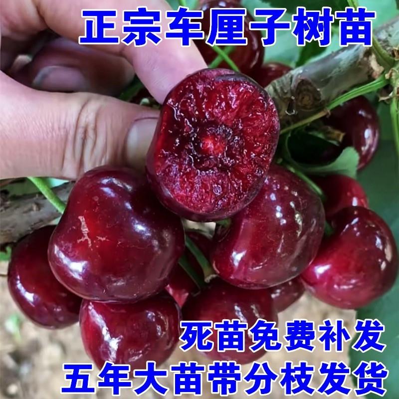 车厘子树苗樱桃树苖南方北方种植盆栽庭院果树矮化樱桃树大樱桃苗-图3