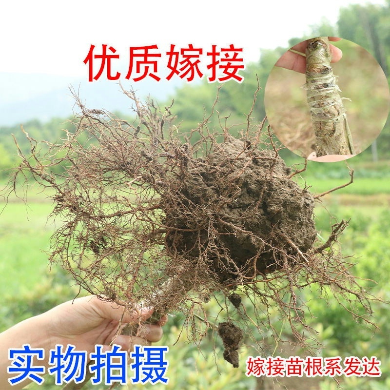 白沙枇杷苗南方种植果肉晶莹剔透嫁接枇杷树苗易活包结果当年结果 - 图0