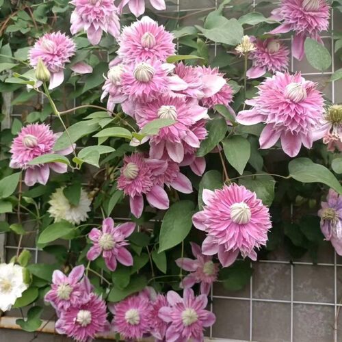 【5加】铁线莲四季开花拱门爬藤阳台庭院倒影新幻乌托邦无花无苞 - 图2
