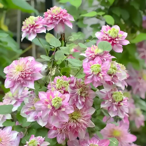 【早花2类】铁线莲无刺多年生攀爬耐寒耐热阳台盆栽庭无花无花苞 - 图0