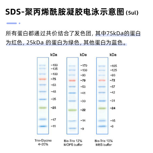biosharp白鲨 BL706A western blot预染marker 彩色预染蛋白质分子量标准品(10-180kD) - 图2