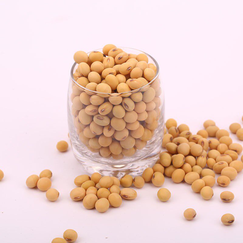 土黄豆农家东北非转基因500g打大豆 画迈黄豆