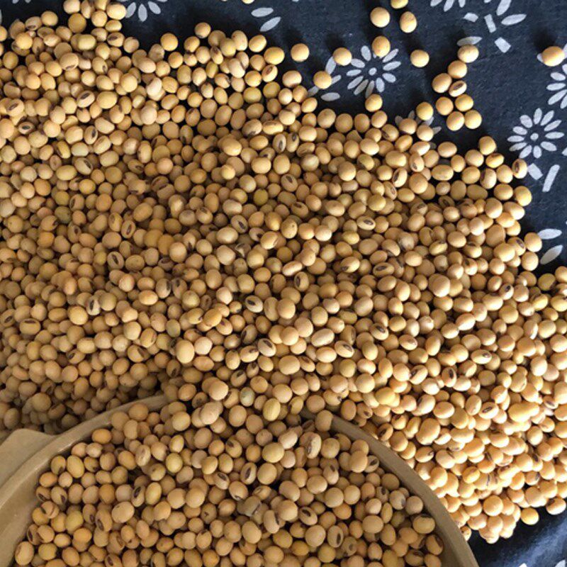 笨土黄豆农家自种老品种打花豆腐脑 画迈黄豆