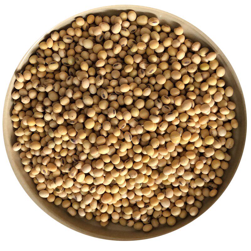笨土黄豆农家自种老品种打花豆腐脑 画迈黄豆