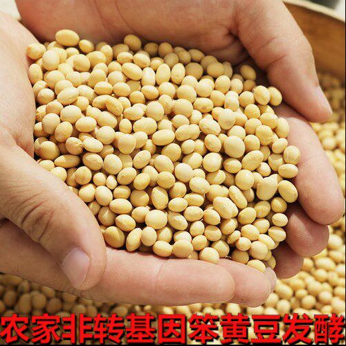 自制霉农家黄豆西瓜酱霉豆瓣大豆 画迈黄豆
