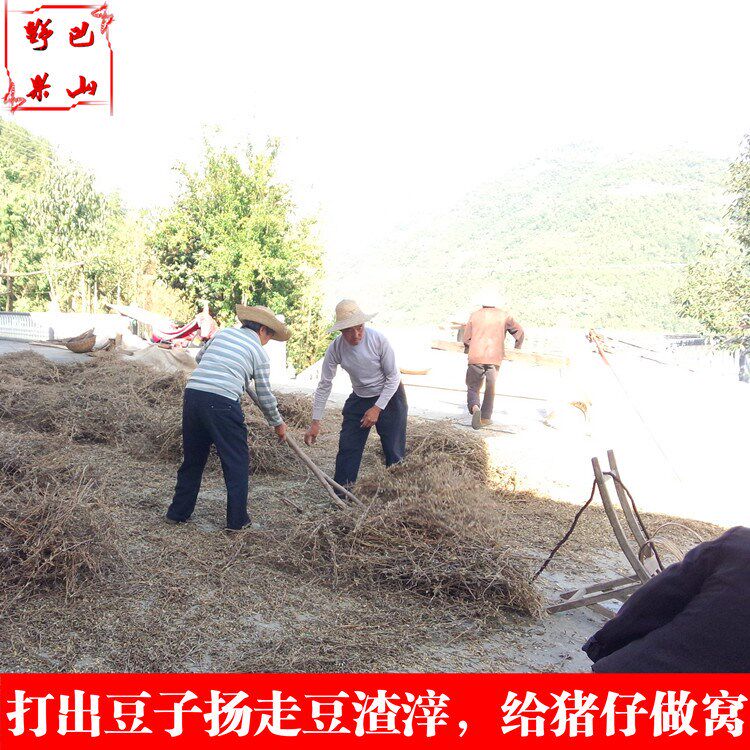 恩施发豆浆品种农家自种本地5黄豆 画迈黄豆