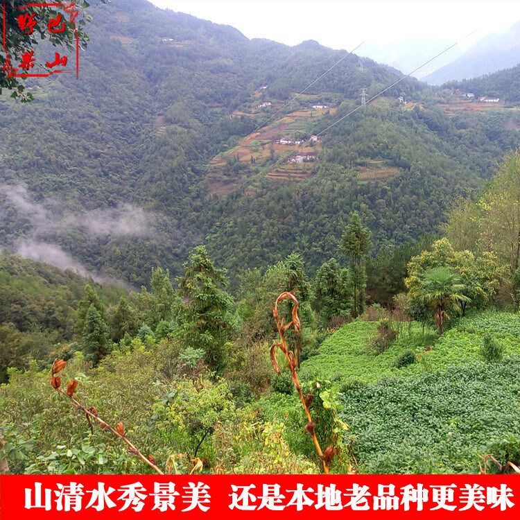 恩施发豆浆品种农家自种本地5黄豆 画迈黄豆