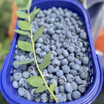 (High Original Wild Blueberry) Yunnan Fresh Pregnant Women Fruits Crisp Sweet Berries Baby Cofoods when Quaternary Cisabundant air