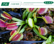насекомоядное растение 火嘴捕蝇草【特色扑蝇草食虫植物稀有品种奇花异草】
