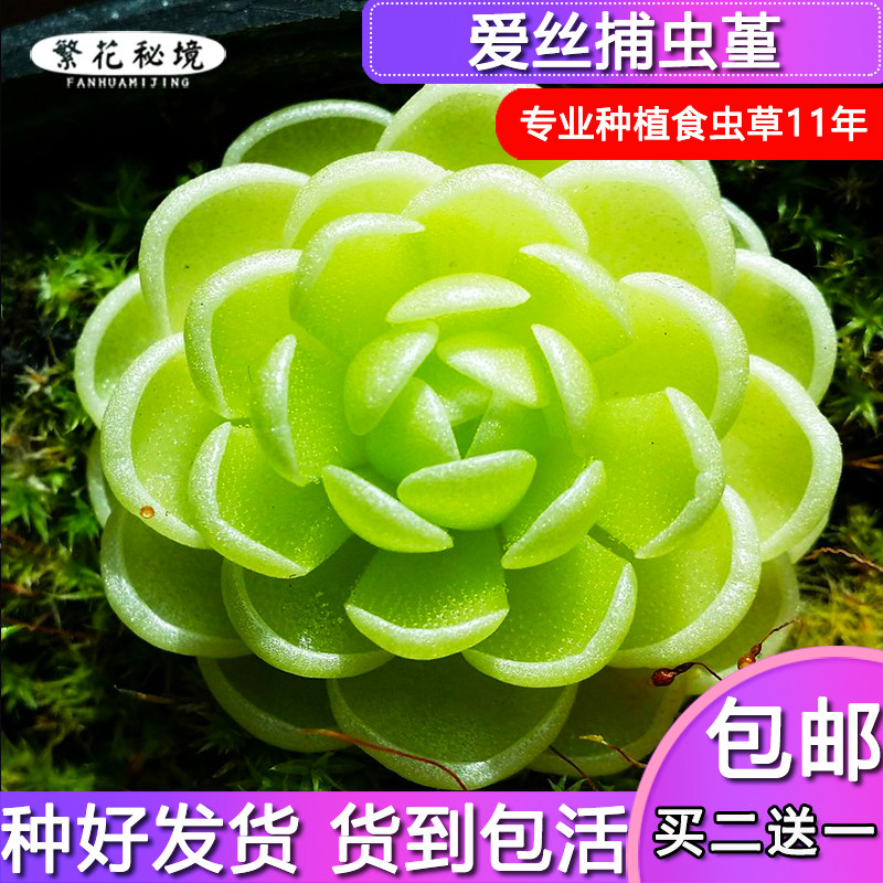 捕虫堇粘虫子可爱迷你桌面盆栽各种捕蝇草食人花粘虫子毛毡苔耐阴,淘宝优惠券,粉丝福利购,淘宝优惠卷