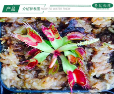 насекомоядное растение 斑锦捕蝇草【缺色高端稀有品种阳台办公室小型盆栽食人花扑蝇草】