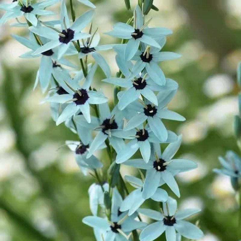 绿松石鸢尾种球稀有球根花卉阳台庭院多年生秋植谷鸢尾种子立金花,淘宝优惠券,粉丝福利购,淘宝优惠卷