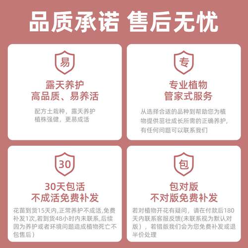 琉璃铁线莲重瓣蓝紫色爬藤花卉植物阳台盆栽户外地栽多季开花大苗 - 图3
