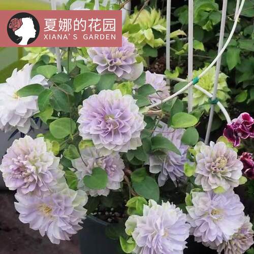 琉璃铁线莲重瓣蓝紫色爬藤花卉植物阳台盆栽户外地栽多季开花大苗 - 图1
