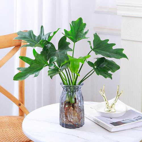 水培植物春羽盆栽蔓绿绒室内龟背竹春雨绿植常青绿萝好养办公桌面 - 图2