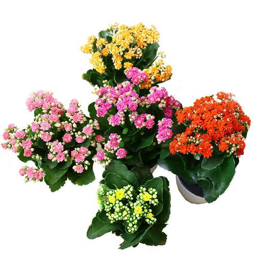 长寿花盆栽带花苞大花重瓣大花苗四季好养植物室内带花花卉 - 图3