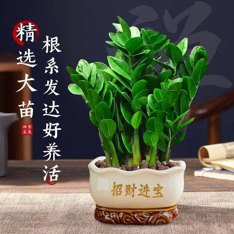 金钱树盆栽客厅大棵摆件圆叶招财旺宅绿植花卉室内水培植物发财树,淘宝优惠券,粉丝福利购,淘宝优惠卷