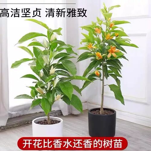 白兰花盆栽花卉植物室内花四季黄角兰白玉兰花树苗老桩带花苞开花 - 图0