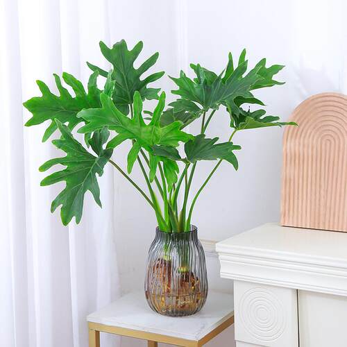 水培植物春羽盆栽蔓绿绒室内龟背竹春雨绿植常青绿萝好养办公桌面 - 图3