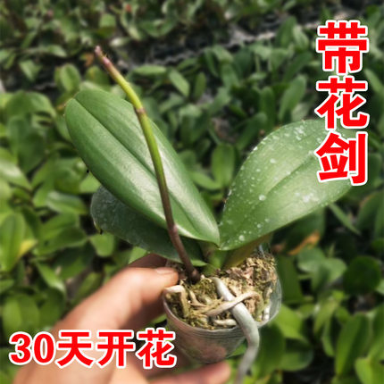 蝴蝶兰花苗盆栽带花苞带花剑兰花大苗客厅室内植物花卉四季好养活 - 图0