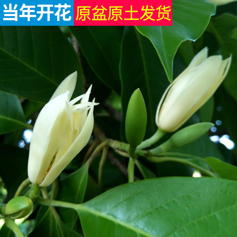 白兰花盆栽花卉植物室内花四季黄角兰白玉兰花树苗老桩带花苞开花-图1