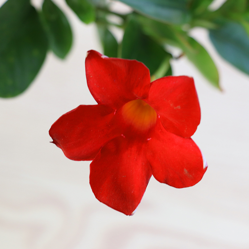 万里飘香藤盆栽双喜藤植物花卉爬藤四季开花口红花 万里飘香藤盆栽双喜藤植物花卉爬藤四季开花口红花