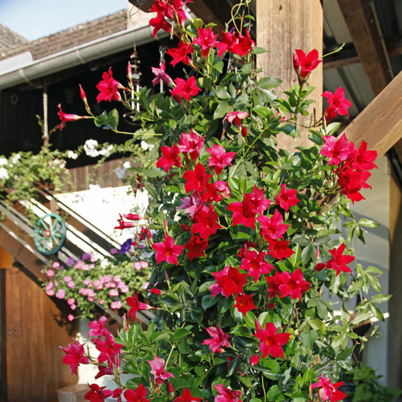 万里飘香藤盆栽双喜藤植物花卉爬藤四季开花口红花