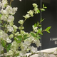 Snow willow, new style with leaves, living room flowers, spring colors, dining table flowers, simulated flowers