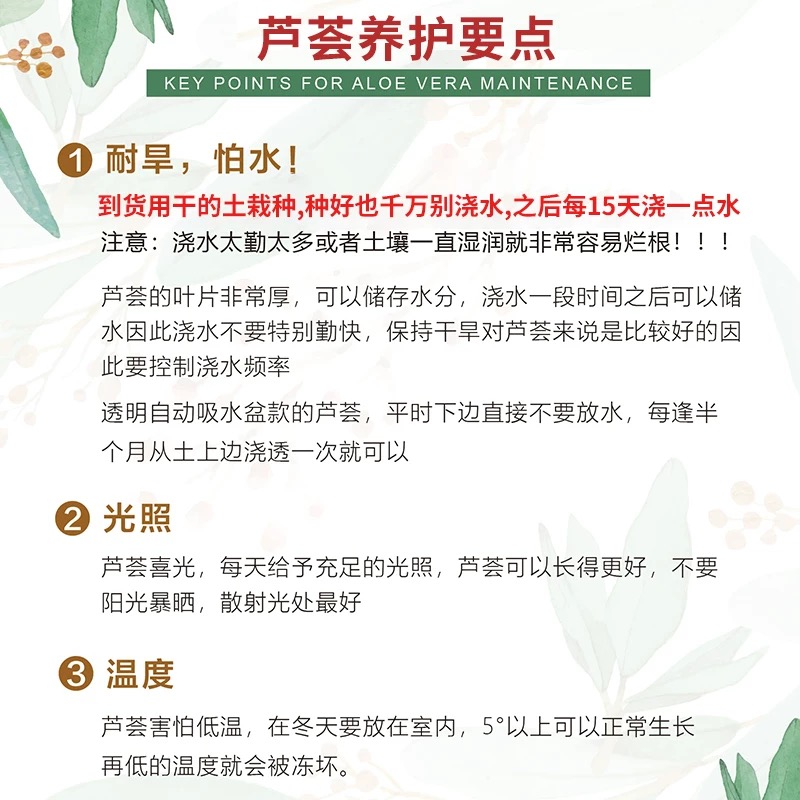 芦荟盆栽室内除甲醛净化空气绿植物办公桌多肉四季好养花卉仙人掌