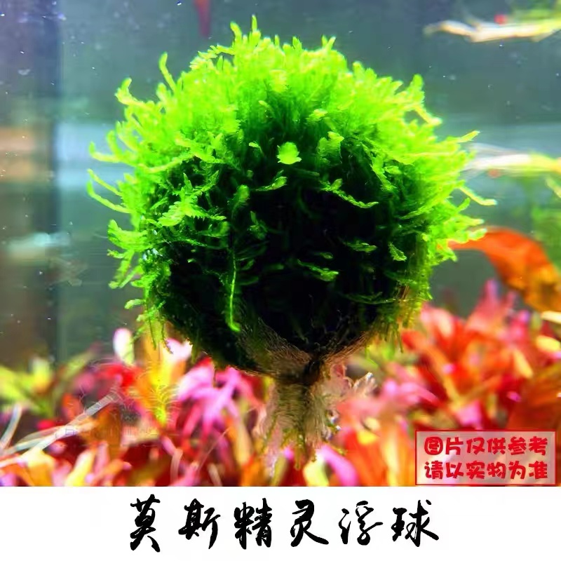 藻球水族活体水草鱼缸真水草幸福海藻绿藻球活体水草草缸虾窝水草 - 图0