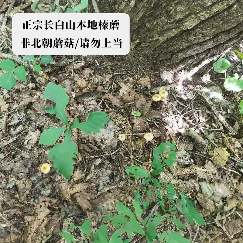 东北特产野生榛蘑丁干货无根新鲜非特级长白山小鸡炖蘑菇臻蘑干货