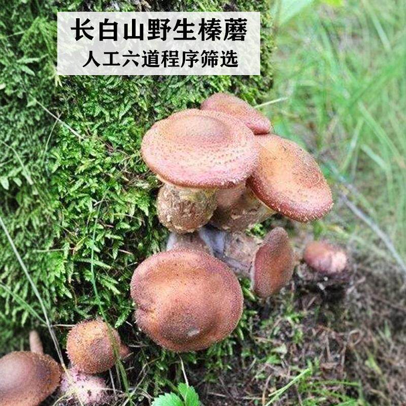 东北特产野生榛蘑丁干货无根新鲜非特级长白山小鸡炖蘑菇臻蘑干货