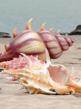 海洋系列雕塑贝壳海星章鱼海螺珊瑚树脂玻璃钢户外景观园林摆件设