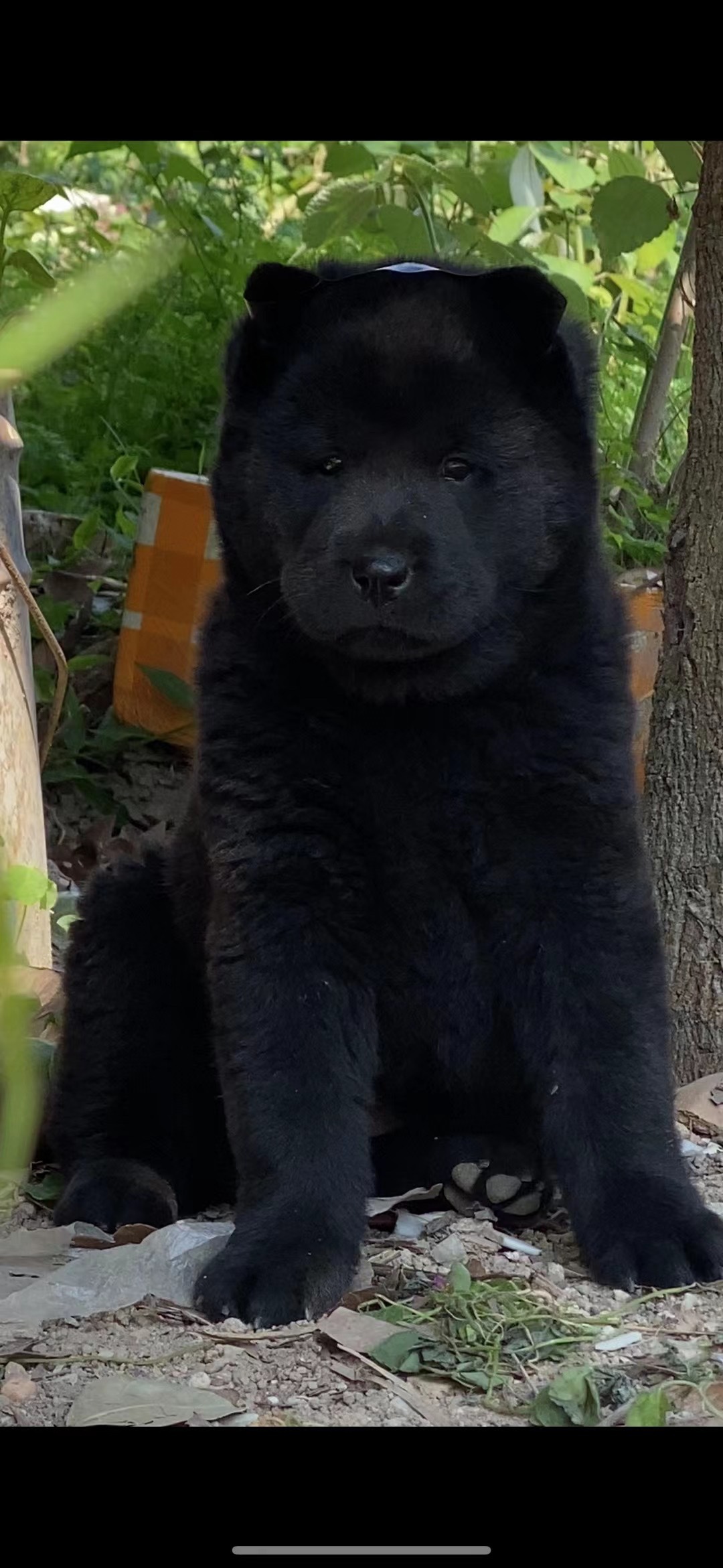 纯种中华田园犬广西土猎狗柴犬大头虎斑犬五黑狗幼犬宠物狗狗活体 - 图3