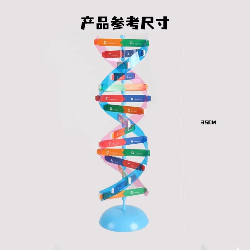 dna双螺旋结构模型复制教具手工分子结构模型脱氧核苷酸链碱基对遗传基因染色体双链生物科学教学仪器 - 图2