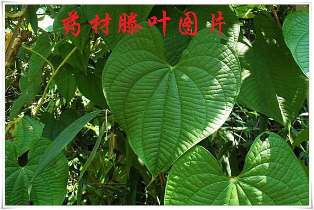 黄独黄药子零余子薯蓣雷公薯金线吊虾蟆薯蓣科地下块茎鲜品500g - 图3