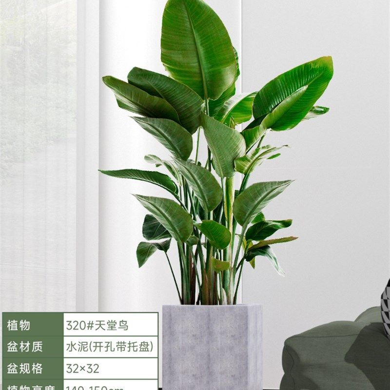 天堂鸟盆栽室内客厅网红大型绿植办公室绿色植物好养活花卉鹤望兰,淘宝优惠券,粉丝福利购,淘宝优惠卷