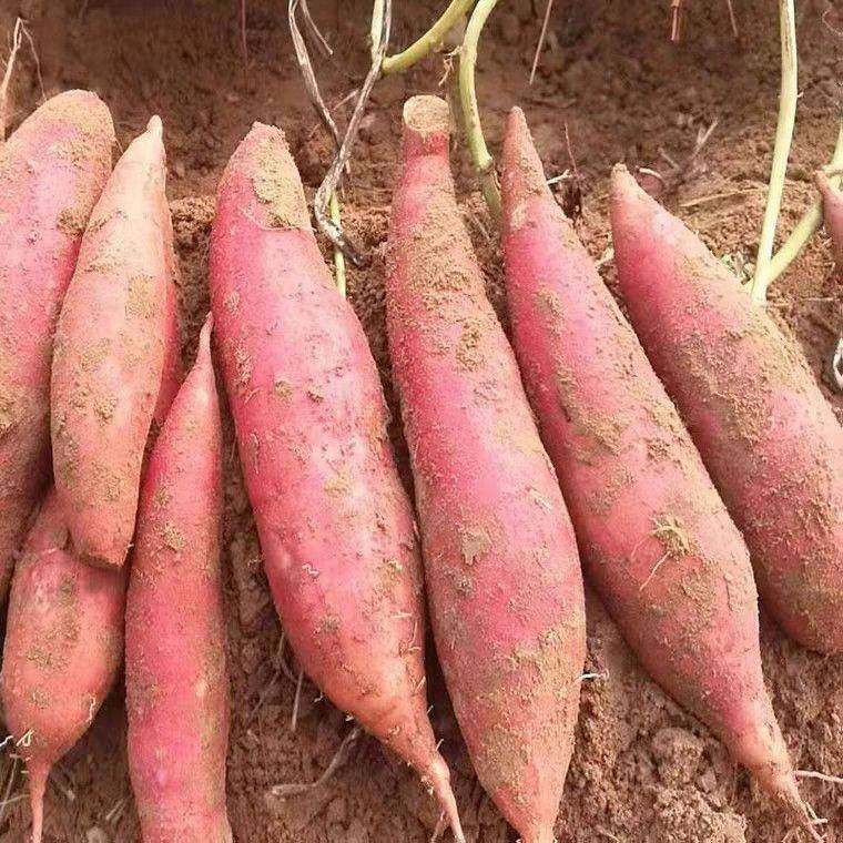 新鲜蜜薯糖心烟薯小香薯西瓜红薯 鲜正宫番薯