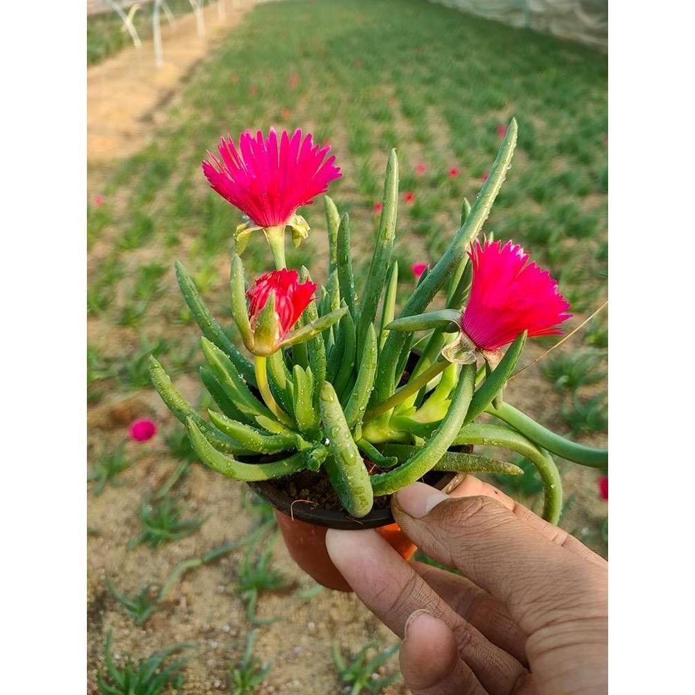 奔龙 多肉植物组合盆栽 防辐射绿植花卉包邮裸根群生窗台阳台 - 图2